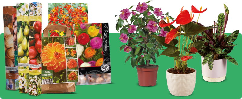 Bloembollen, zaden en kleurrijke bloemen & planten