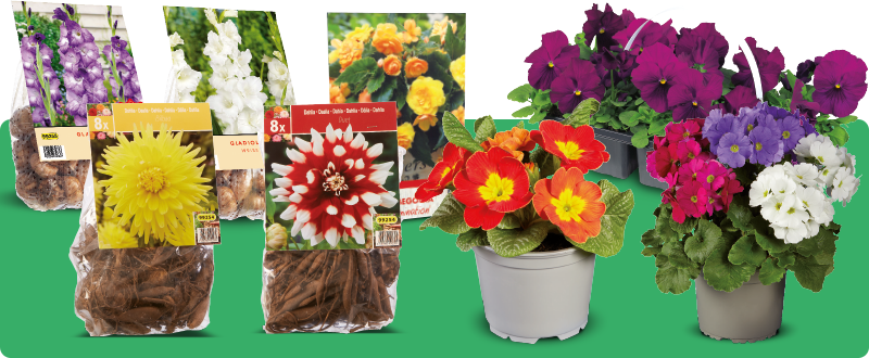 Mooie bloemen & planten bij Lidl voor in de tuin