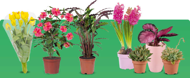 Mooie bloemen & planten voor een Lidl prijsje