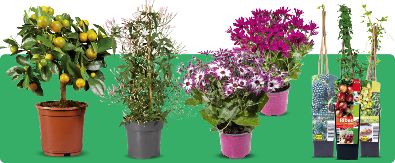 Mooie bloemen & planten bij Lidl voor in de tuin