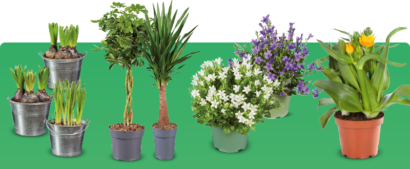 Bloemen & Planten bij Lidl