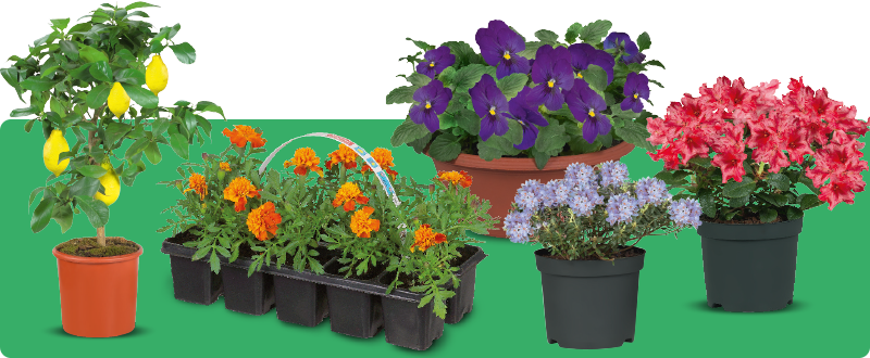 Mooie bloemen & planten bij Lidl voor in de tuin