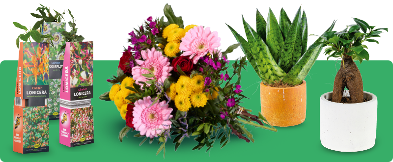 Mooie bloemen & planten bij Lidl voor in de tuin